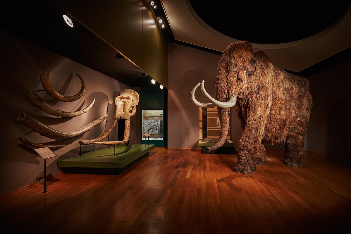 Dauerausstellung Mammut und Säbelzahntiger - Naturhistorisches Museum Basel © Gregor Brändli Dauerausstellung Mammut und Säbelzahntiger - Naturhistorisches Museum Basel © Gregor Brändli